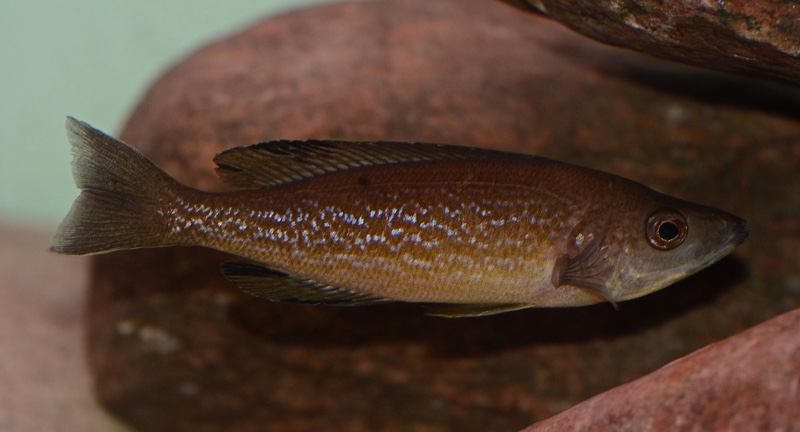 Cyprichromis microlepidotus 'Bilila (Kavala) Island'
